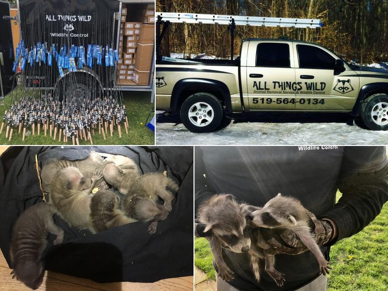 ALL THINGS WILD Animal Removal Service & Wildlife Control