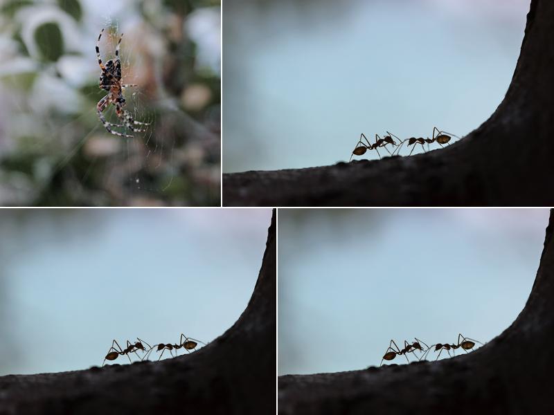 Ed Edelmayer Termite & Pest