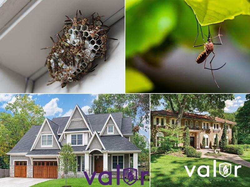 Valor Pest Solutions Maple Grove