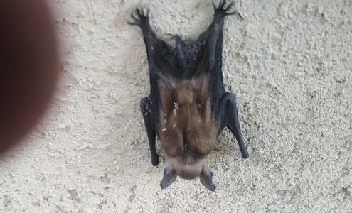 Nuisance Bat & Wildlife Control 641 Glenwood Ave E, Big Lake Minnesota 55309