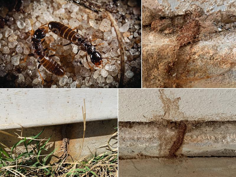 On-It Pest Solutions, LLC-Termite & Pest Services
