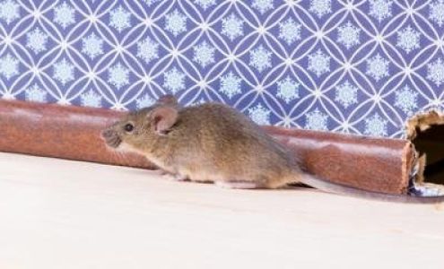 Powell's Pest Control 1572 Madre Ct, Foristell Missouri 63348