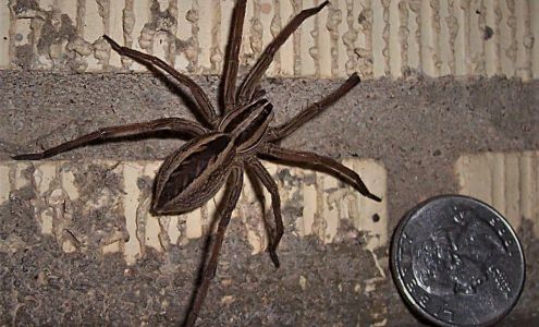 Tri-City Pest Control 1012 N Hewett Ave, Hastings Nebraska 68901