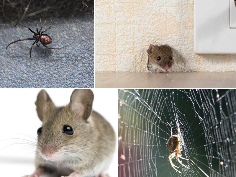 Bybee Pest Control LLC