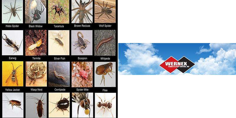 Wernex Termite & Pest Control