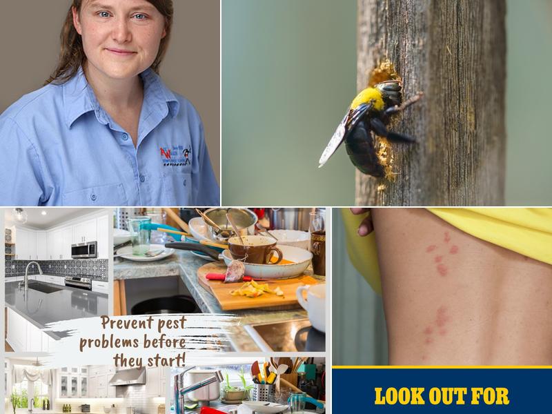 Ace Walco Termite & Pest Control