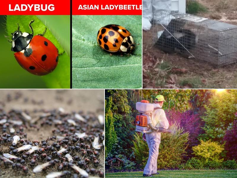 Mid-Atlantic Pest Control