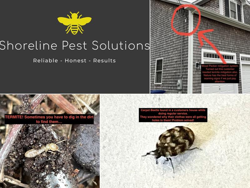 Shoreline Pest Solutions