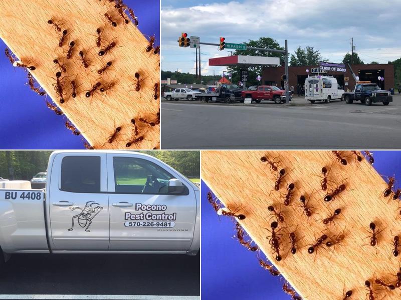 Pocono Pest