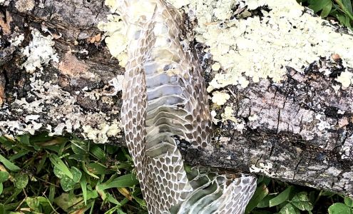 Allentown Animal Exterminator 727 N Meadow St, Allentown Pennsylvania 18102