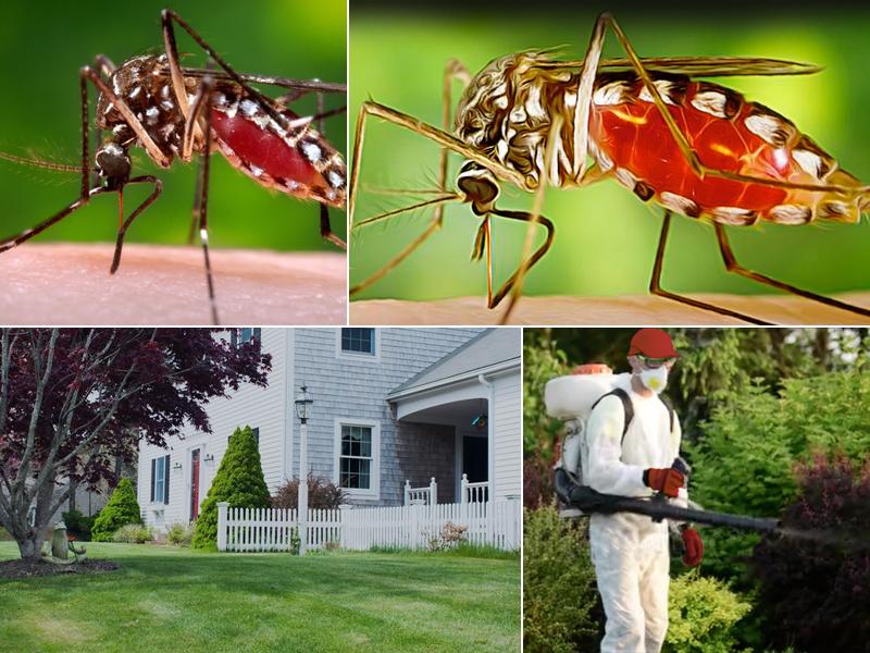 Red Carpet Mosquito Control