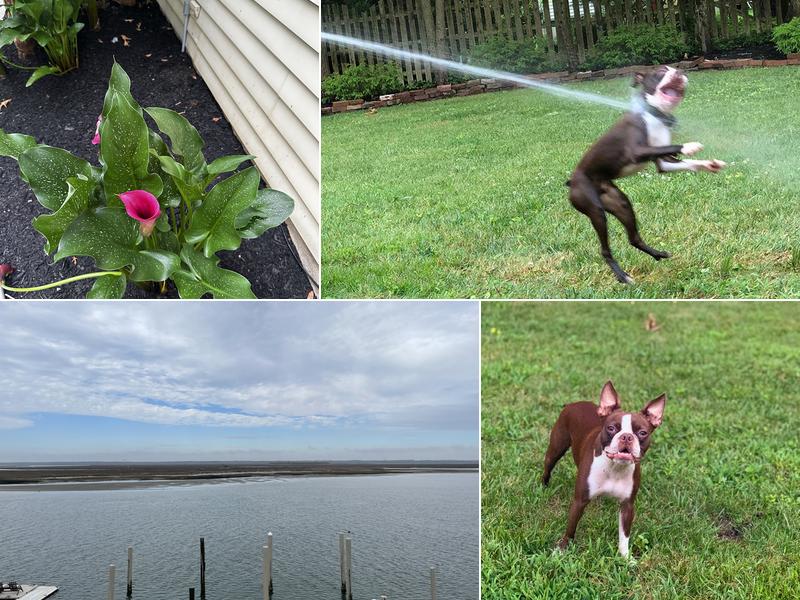 Superior Solutions Pest Control Avalon