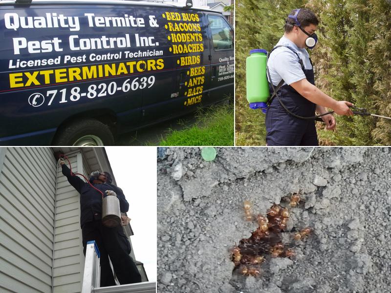 Termite Control