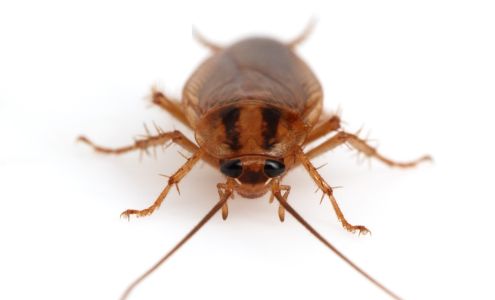 PestControlSupplies.com