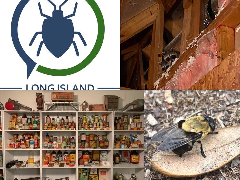 Long Island Pest Control