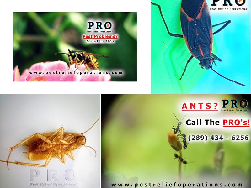 Pest Relief Operations