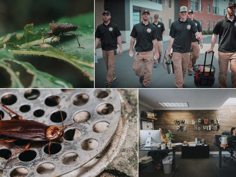 Town & Country Pest Solutions inc