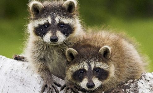 Knepp's Pest Control