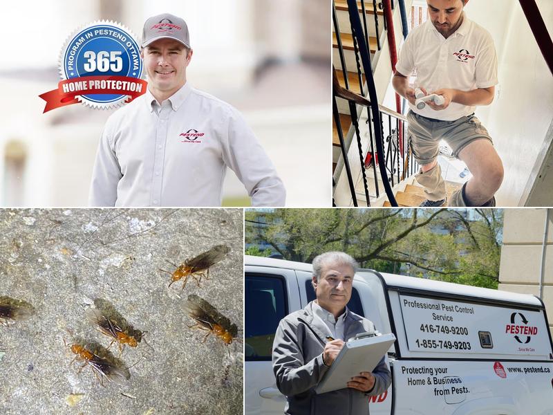 Pestend Pest Control Ottawa