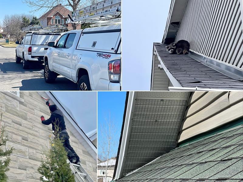 Mr. Pests Control Ottawa & Wildlife Removal