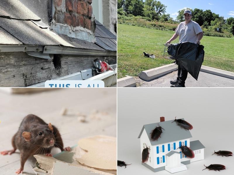 Done Right Pest and Wildlife Control