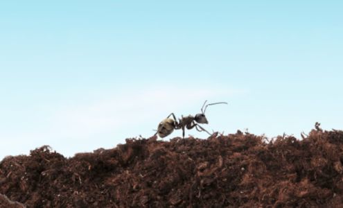 V Extermination - West Island