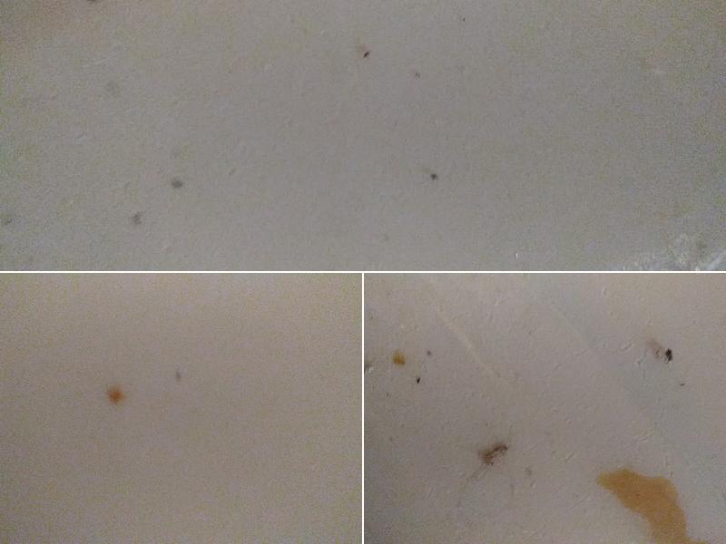 Ladybug Pest Services