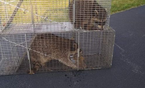 All Catch LLC nuisance wild animal control 1750 Dumont Dr, Mineral Ridge Ohio 44440