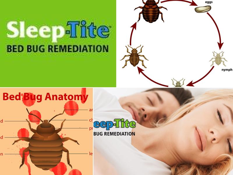 Sleep-Tite Bed Bug Removal - Bethlehem