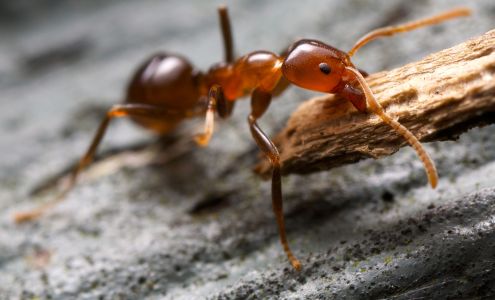 Shoreline Pest Solutions 325 Sentry Parkway Building 5 West, #200, Blue Bell Pennsylvania 19422