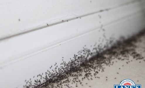 Lane's Professional Pest Pawleys Island South Carolina 