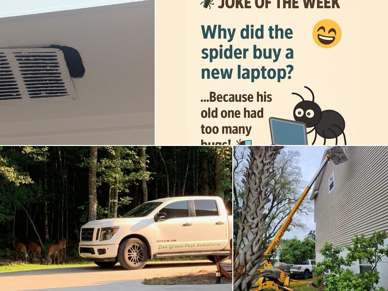 Bee Green Pest Solutions