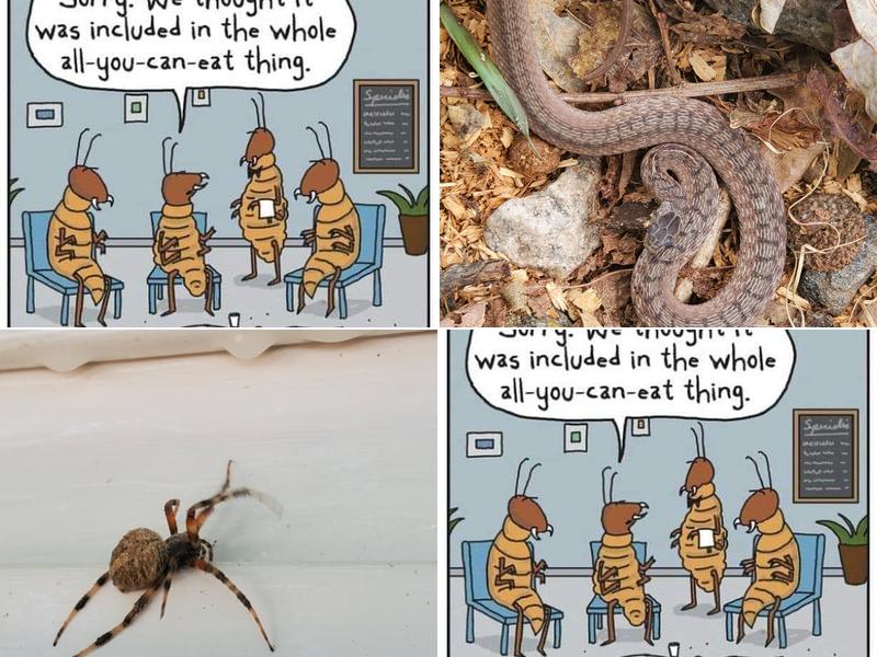 Total Pest And Termite , LLC