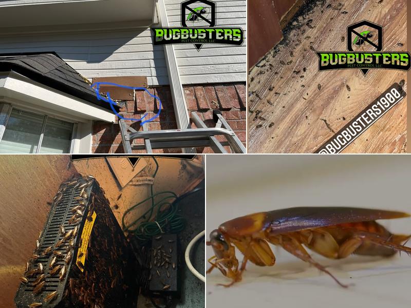 BugBusterz Pest Control LLC