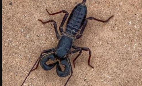 Bayou City Pest Control