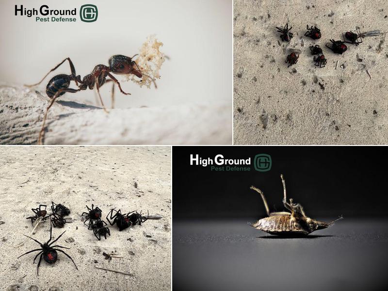 HighGround Pest Defense