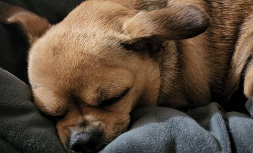 Mesa Vista Veterinary Hospital 1600 S 2nd St, Raton New Mexico 87740