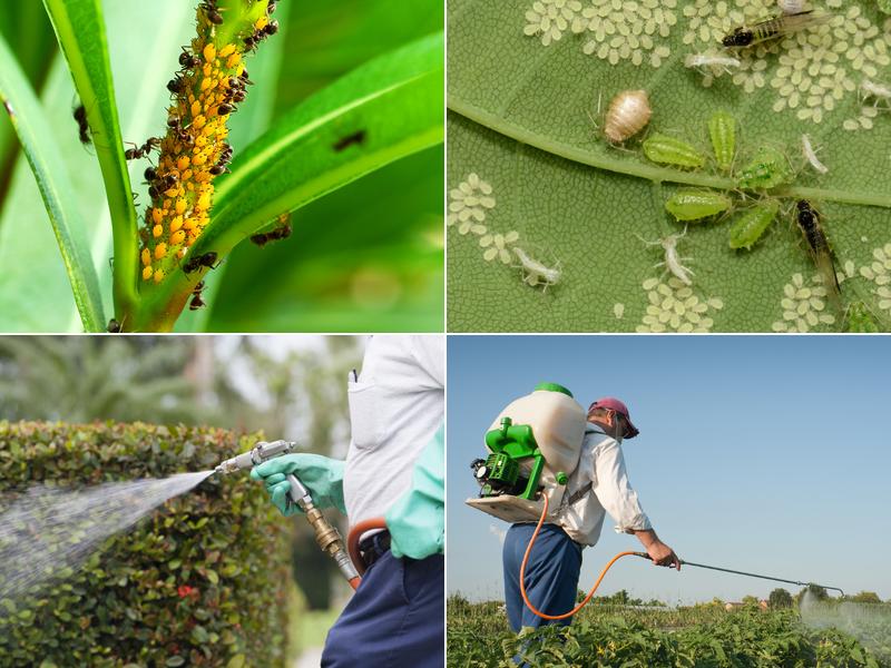 Stampede Pest Control - McKinney, TX