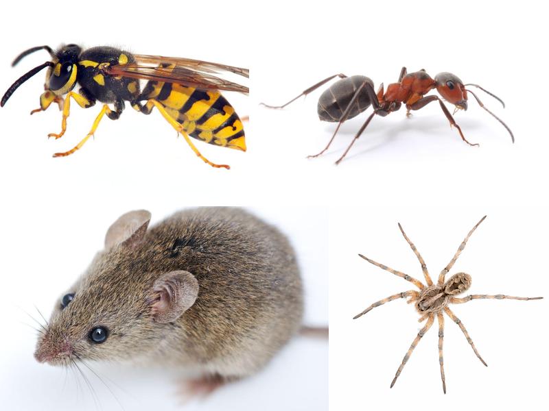 Six Brothers Pest Control