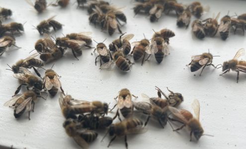 Covenant Pest Control Inc. 304 W Spotswood Trail, Elkton Virginia 22827