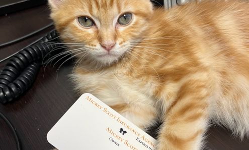 Mickey Scott Insurance