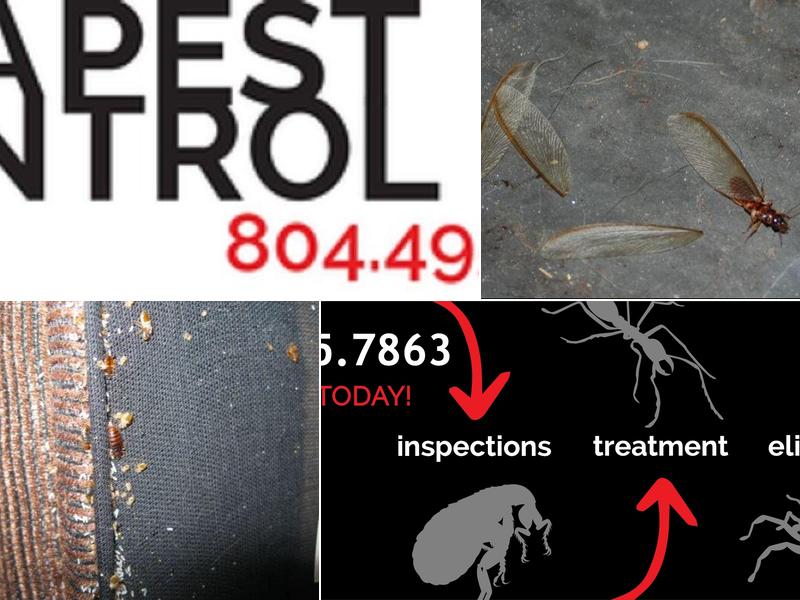 RVA Pest Control - Petersburg