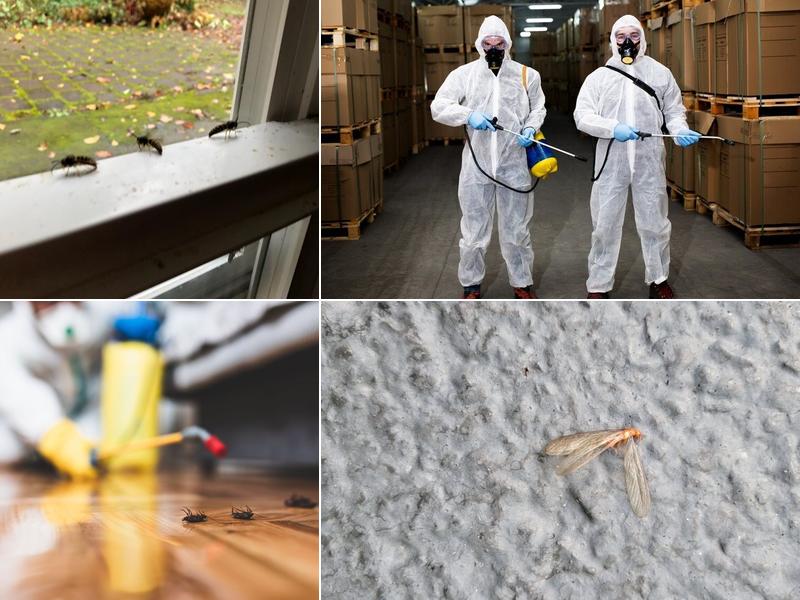 All-Shield Pest Control LLC