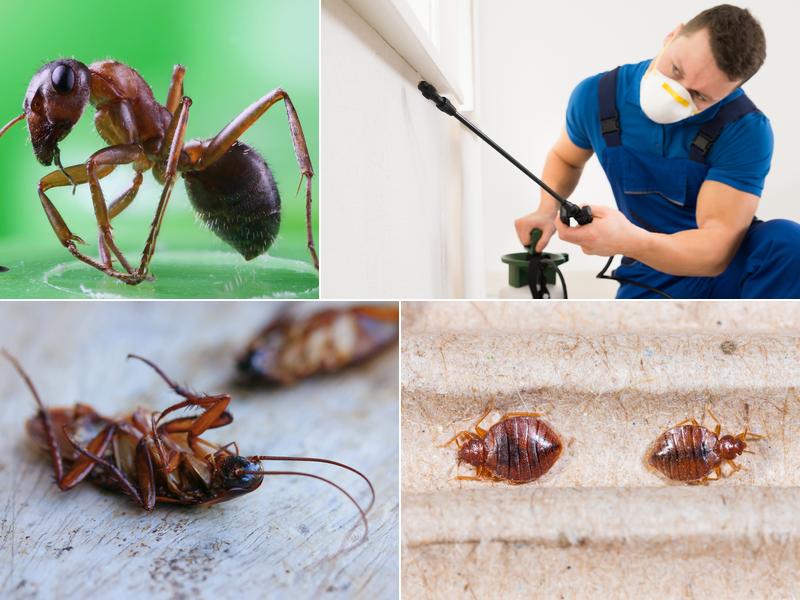 Fraser Valley Pest Control
