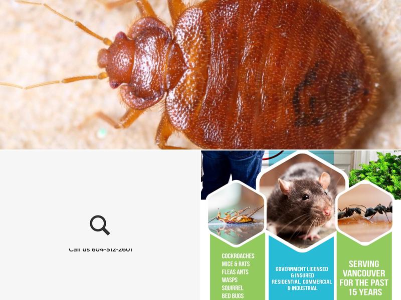 Apna Pest Control Surrey