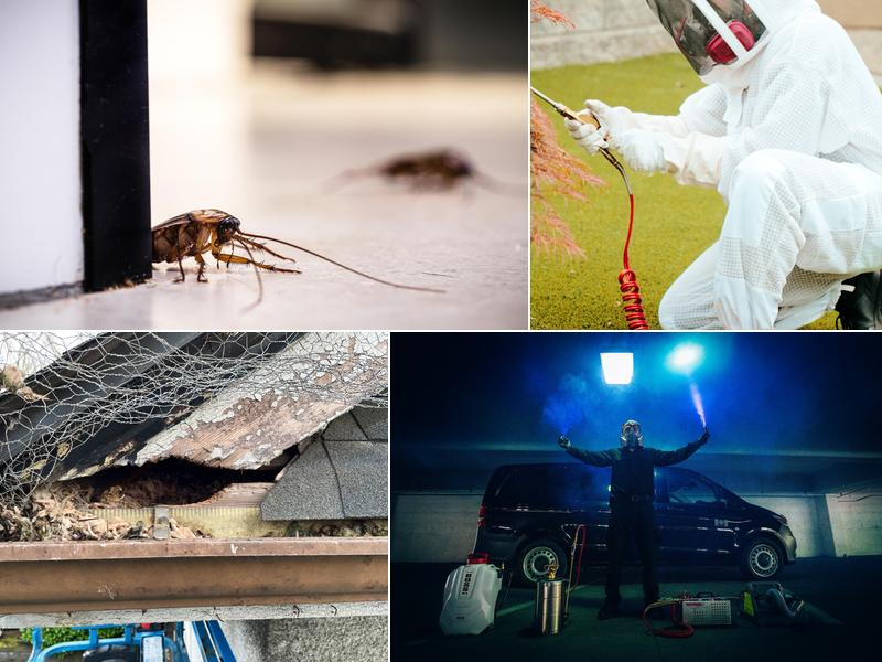 Phantom Pest Control Vancouver