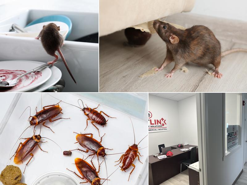 Pestlink Inc Calgary