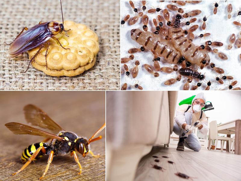 Active Pest Control Richmond