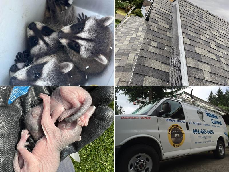 AAA Wildlife Control