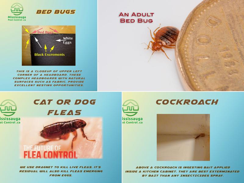 Mississauga Pest Control